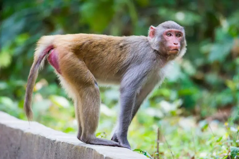 Monkeys in Florida