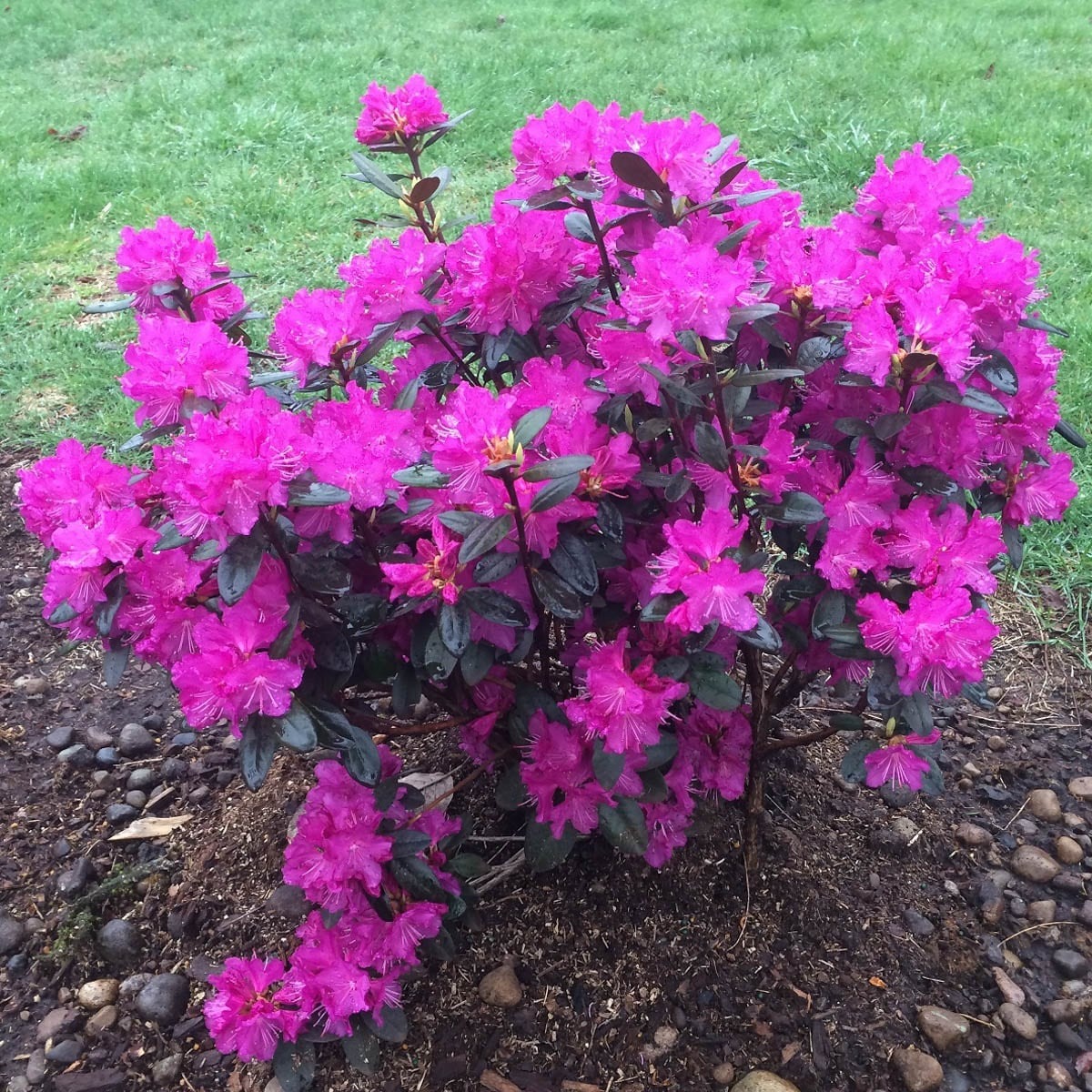 Small Evergreen Shrubs