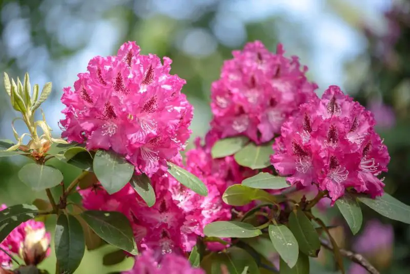 Types of Evergreen Trees