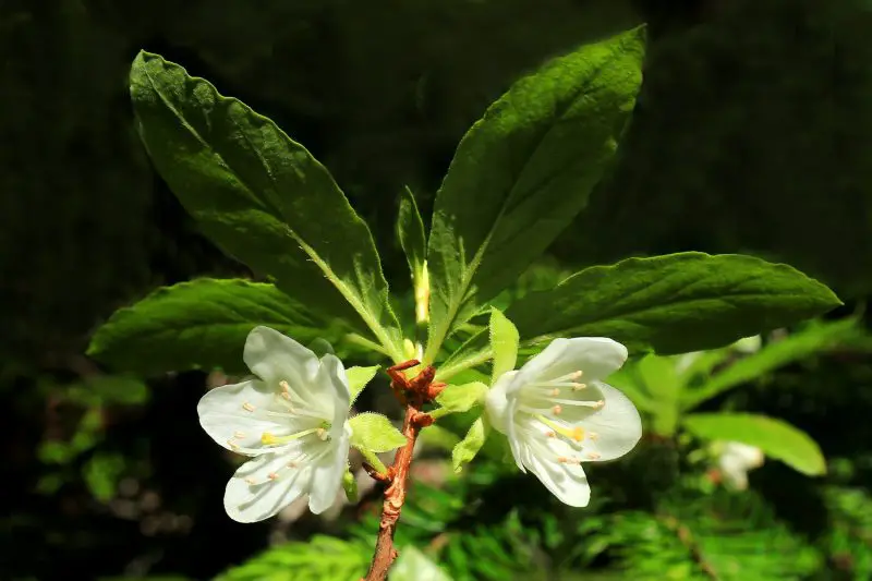 Shrubs with White Flowers