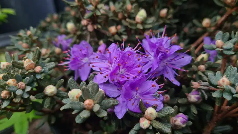 Small Evergreen Shrubs