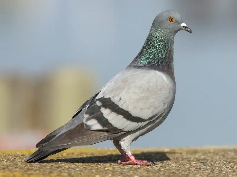 Types of Doves