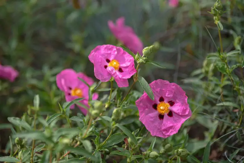 Flowering Shrubs That Bloom All Summer