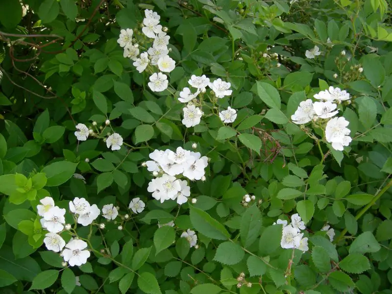Shrubs with White Flowers