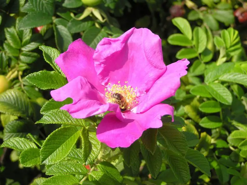 Types of Rose Plants