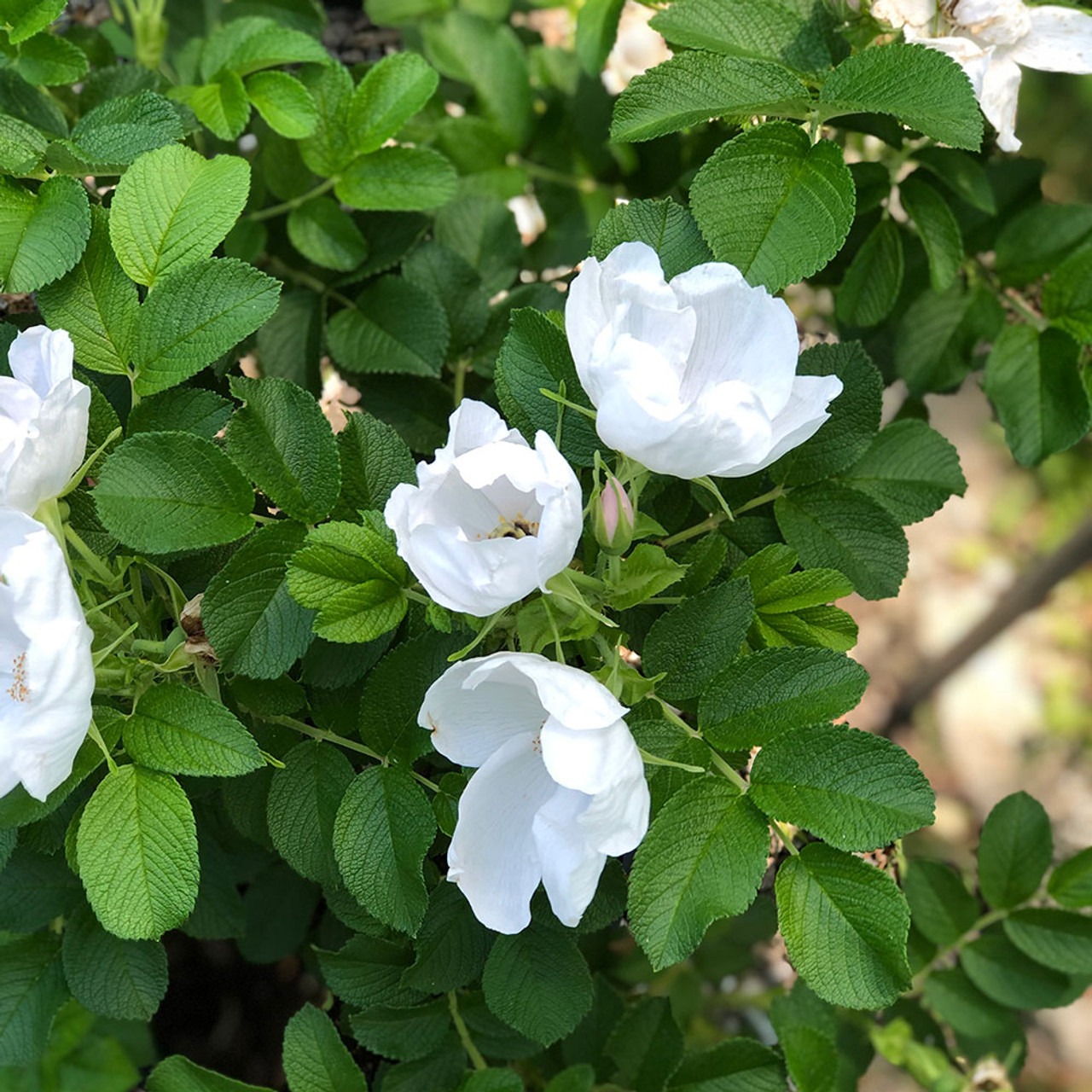 Shrubs with White Flowers