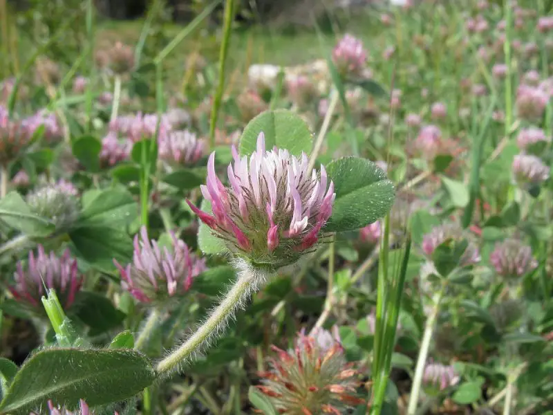 Types of Clover Plants