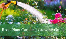 Rose Plant Care and Growing Guide (Most Detailed)