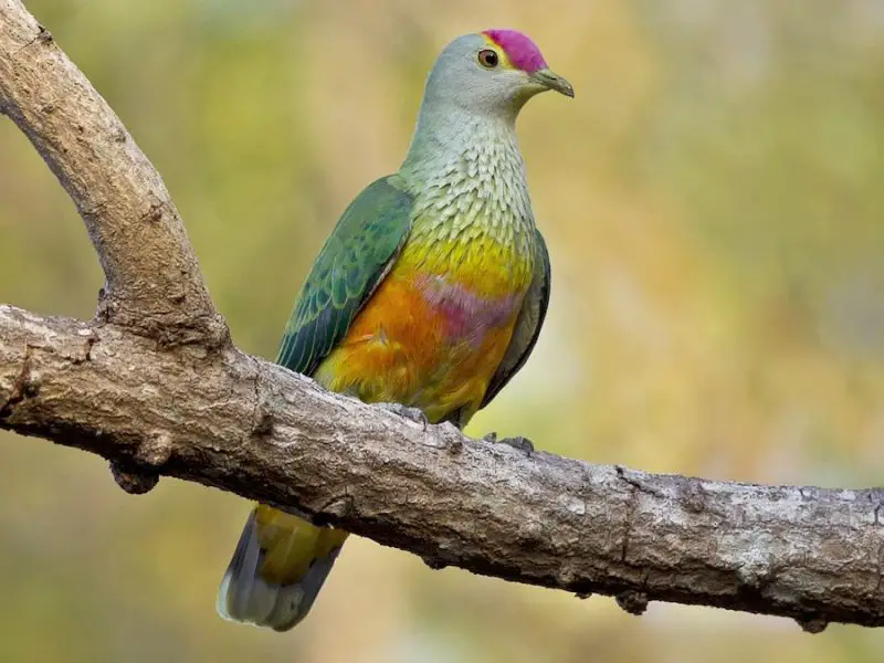 Types of Doves