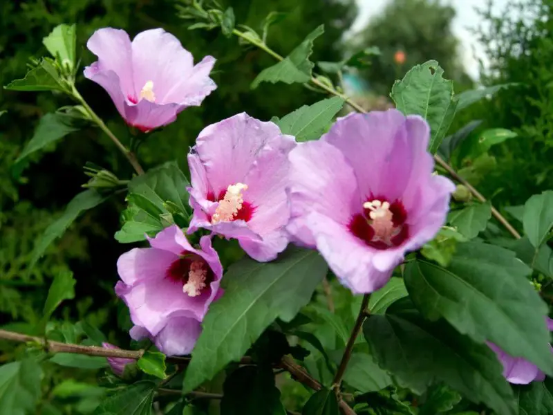 Flowering Shrubs That Bloom All Summer