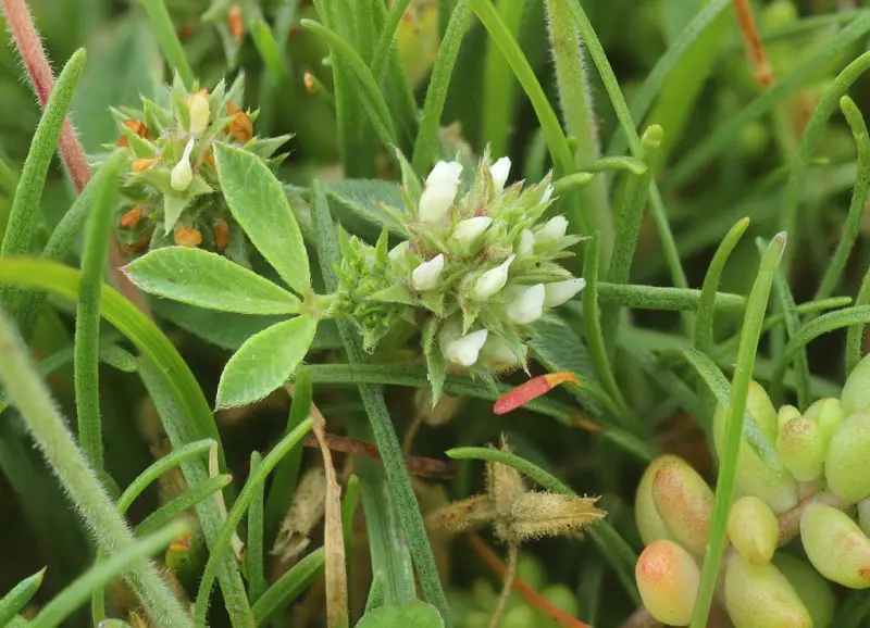Types of Clover Plants
