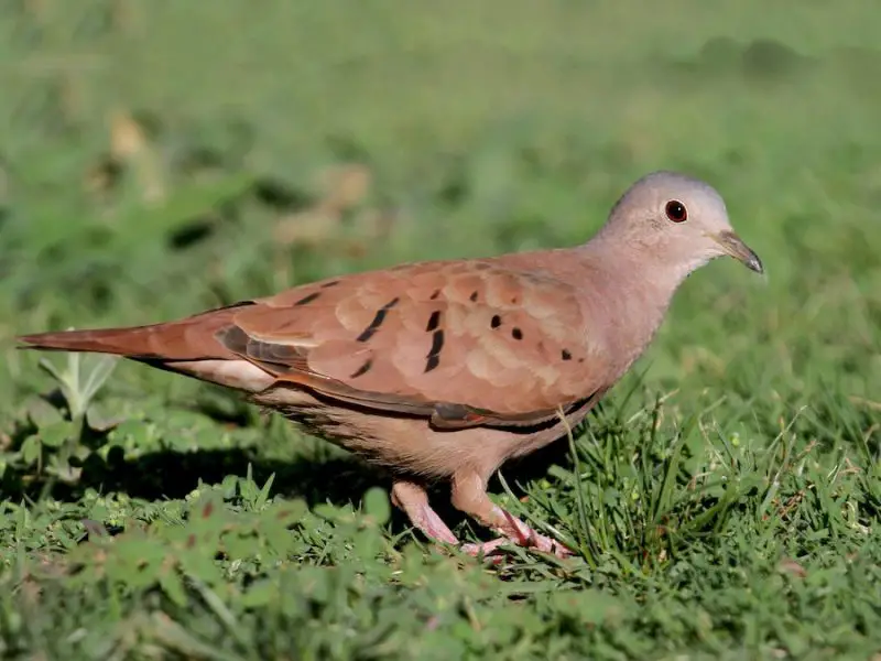 Types of Doves