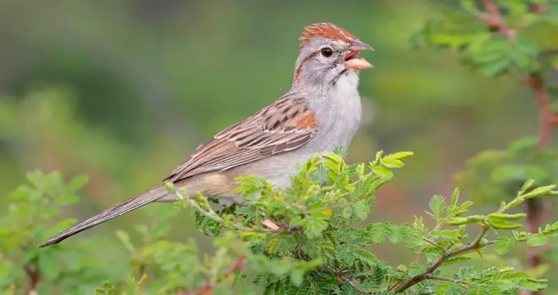 Types of Sparrows