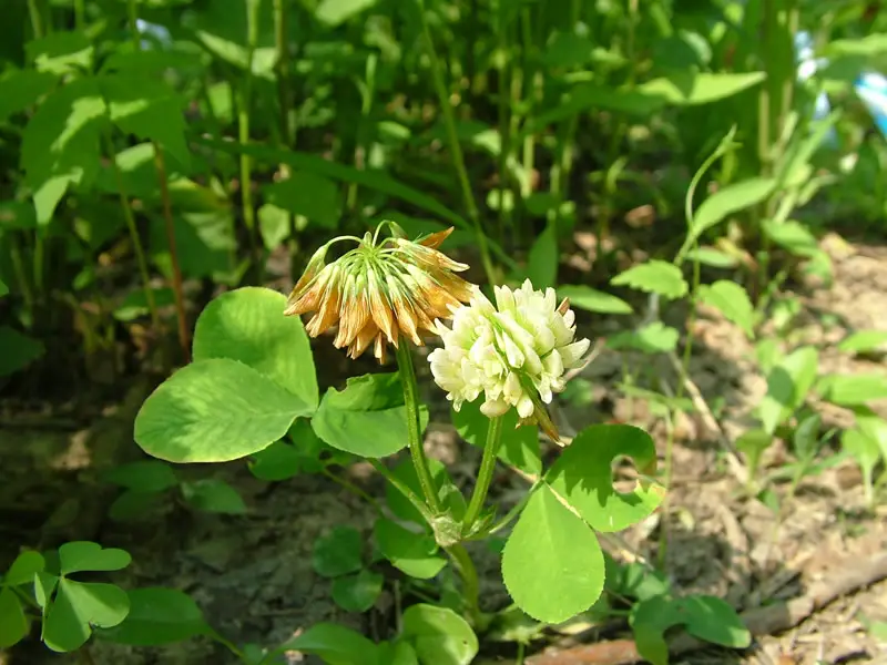 Types of Clover Plants