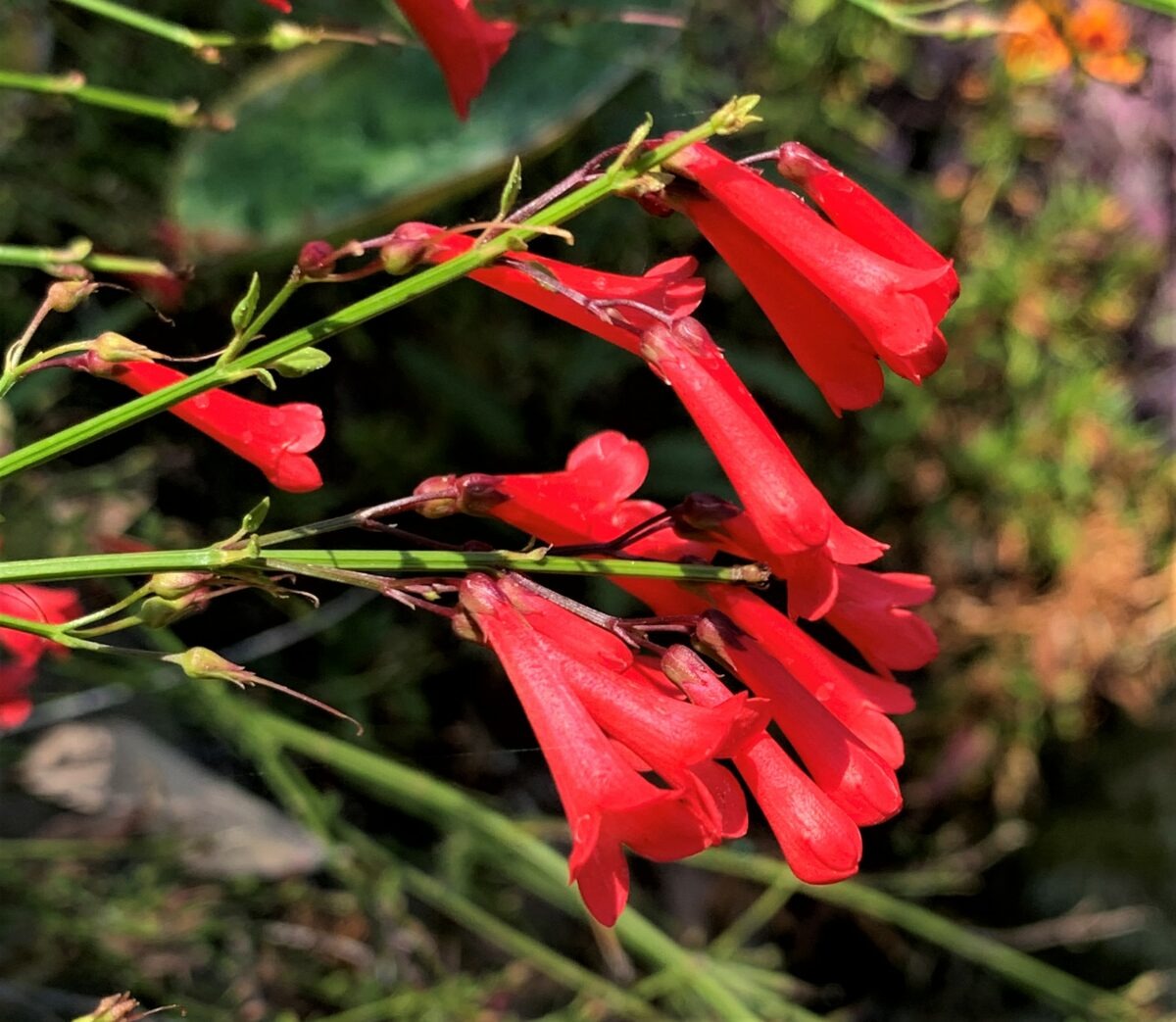 Shrubs with Red Flowers