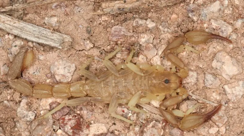 Types of Scorpions in Arizona