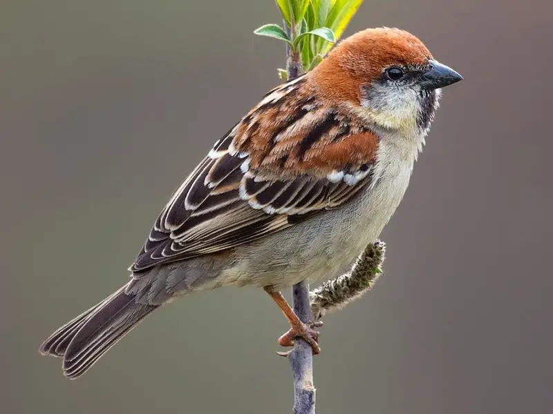 Types of Sparrows
