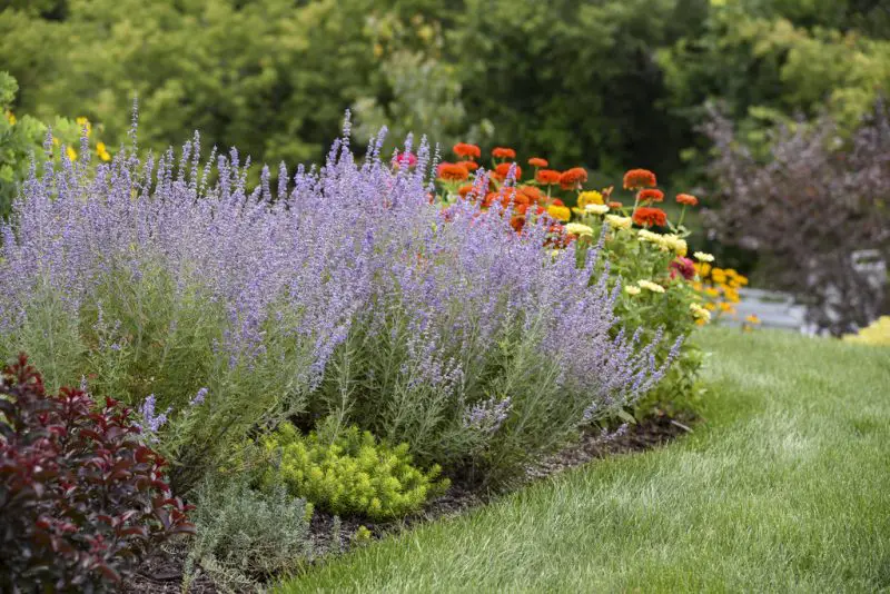 Flowering Shrubs That Bloom All Summer