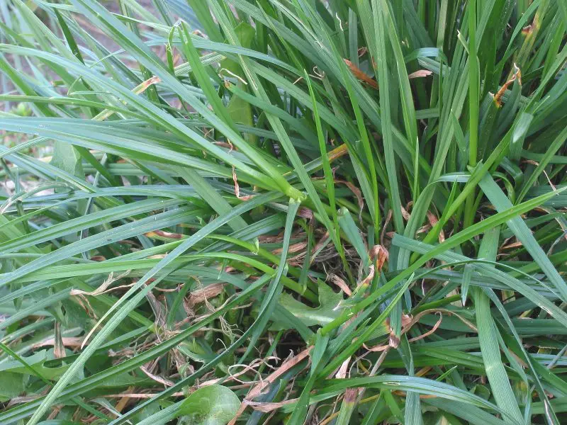 Types of Grass in Texas