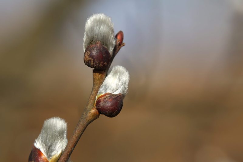 Shrubs with White Flowers