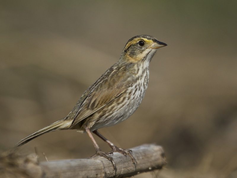 Types of Sparrows