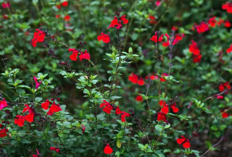 Shrubs with Red Flowers