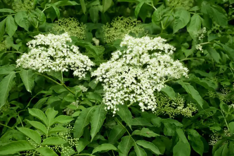 Shrubs with White Flowers