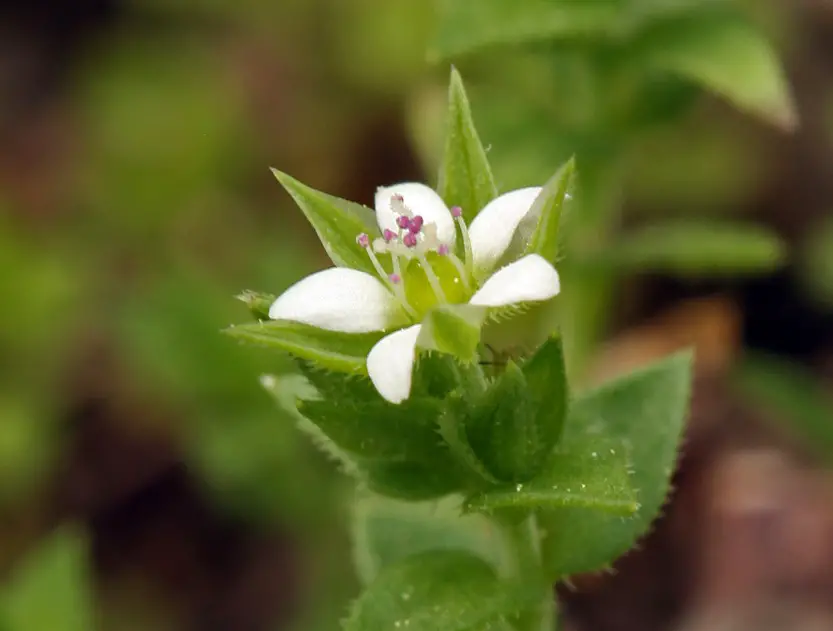 Weeds with White Flowers