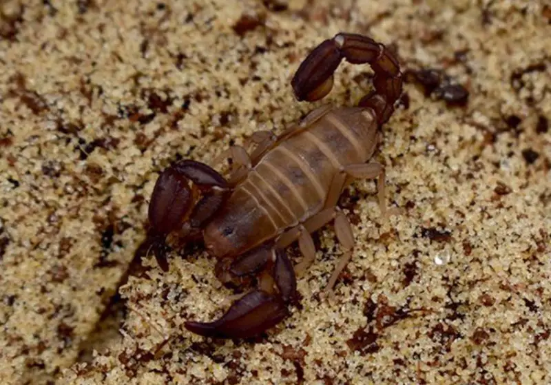 Types of Scorpions in Arizona
