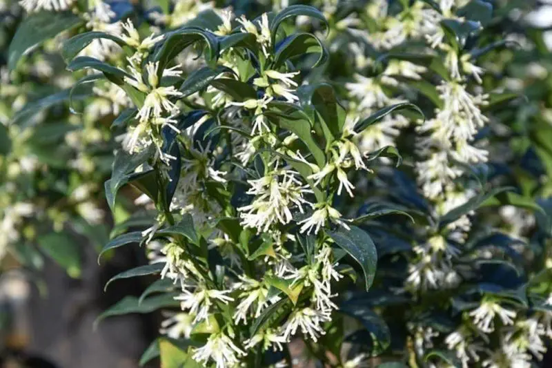 Small Evergreen Shrubs