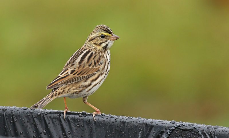 Types of Sparrows