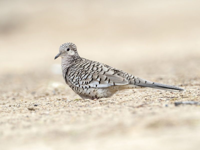 Types of Doves
