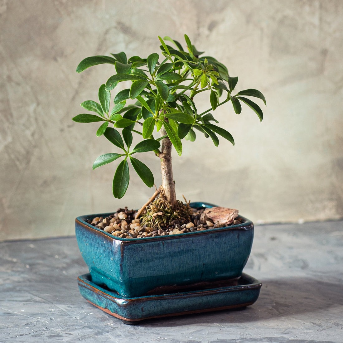 Types of Bonsai Trees