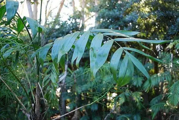 Types of Palm Trees in Florida