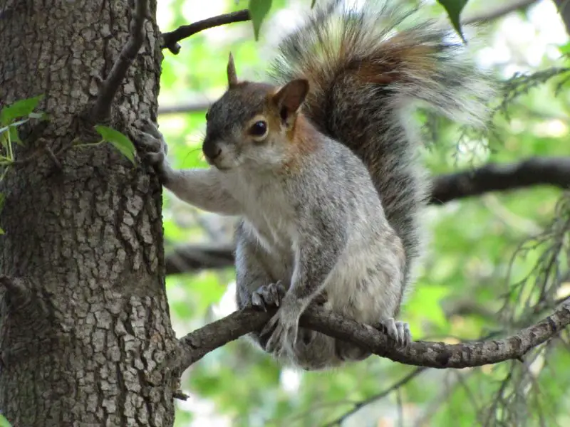 Types of Squirrel