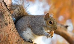 49 Types of Squirrels (With Pictures and Identification)