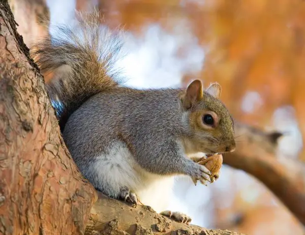 Types of Squirrel