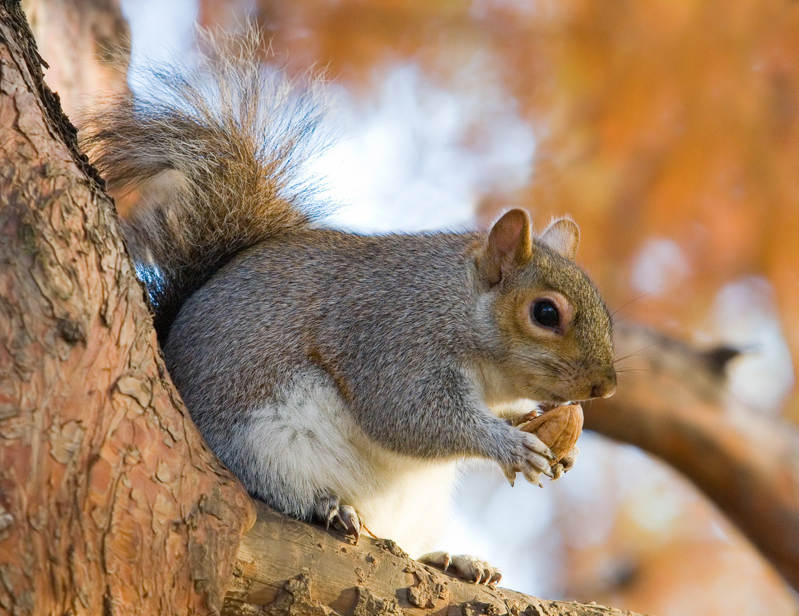Types of Squirrel