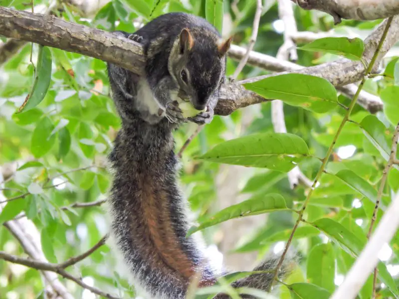 Types of Squirrel