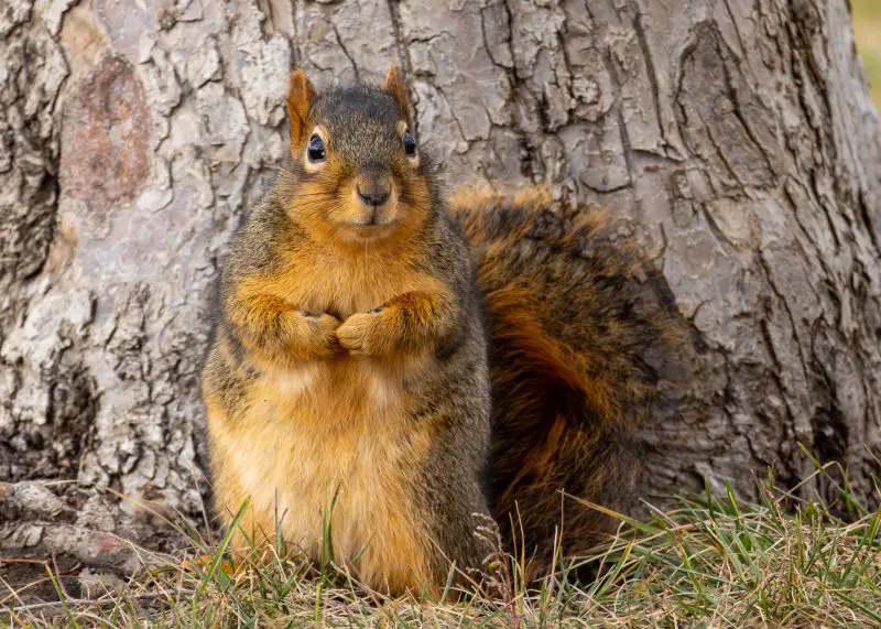 Types of Squirrel