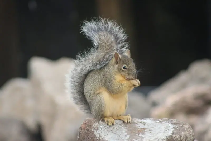 Types of Squirrel