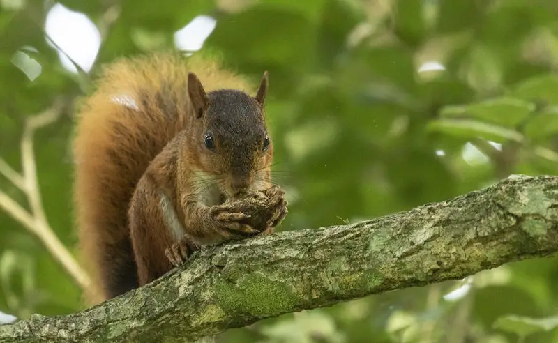 Types of Squirrel
