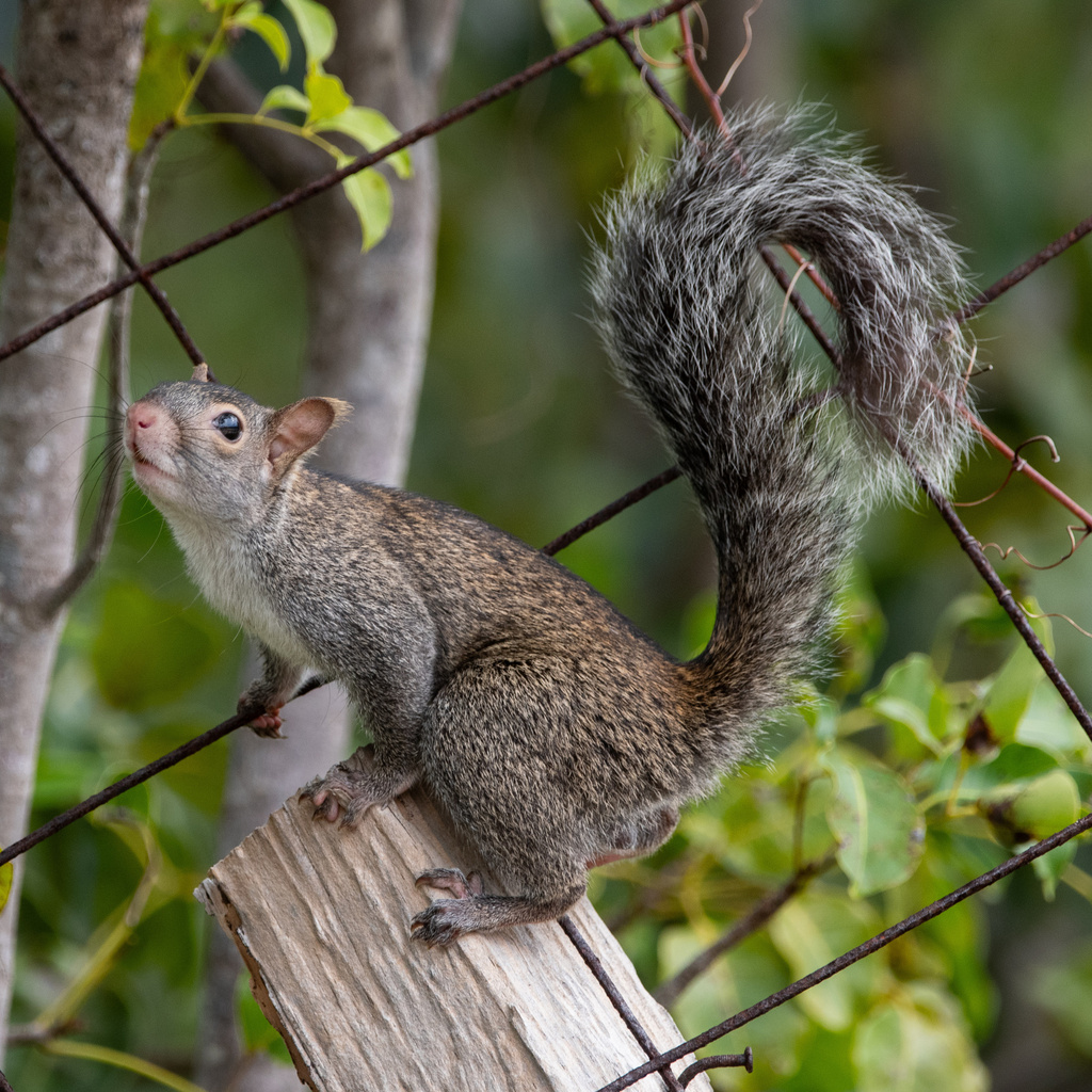 Types of Squirrel