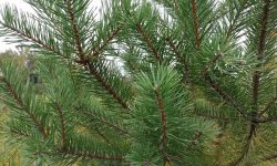 45 Types of Evergreen Trees​ (With Pictures and Identification)