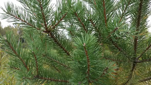 Types of Evergreen Trees
