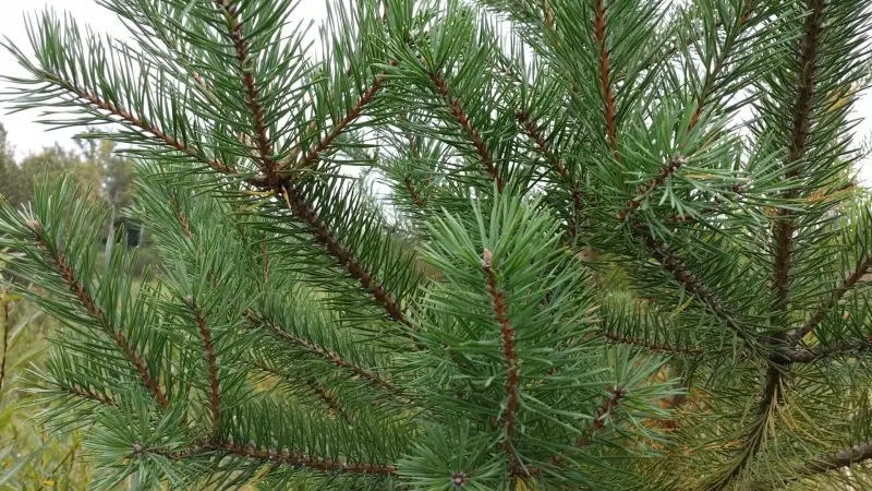 Types of Evergreen Trees