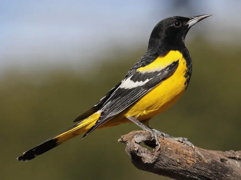 Yellow Birds With Black Wings