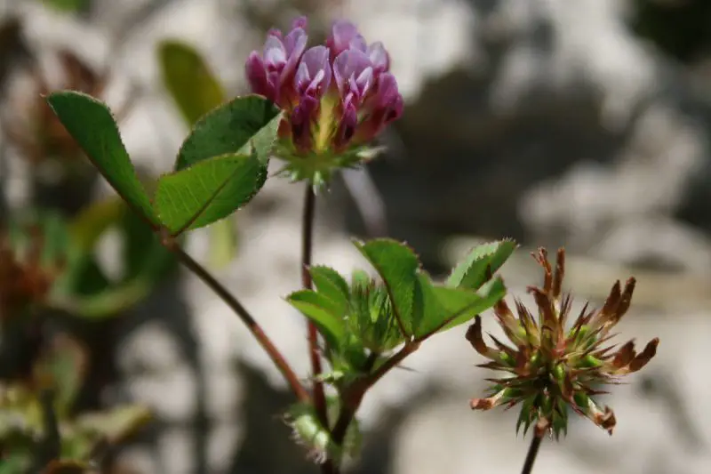 Types of Clover Plants