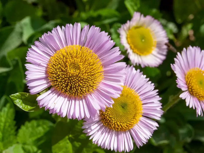 Types of Daisy Plants