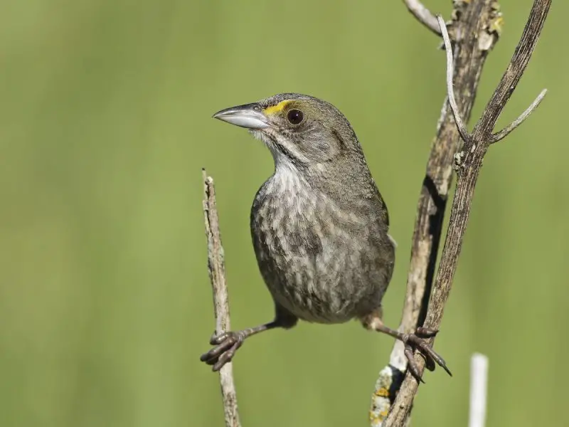 Types of Sparrows